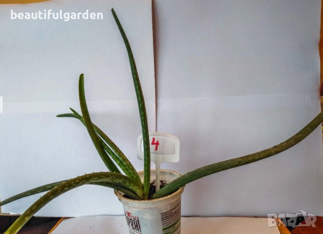 Алое вера (Aloe vera), снимка 2 - Градински цветя и растения - 33752317