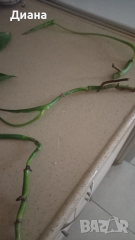 Филодендрон, снимка 4 - Стайни растения - 51200766