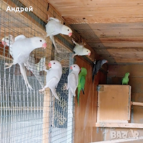 Папагали малък александър 