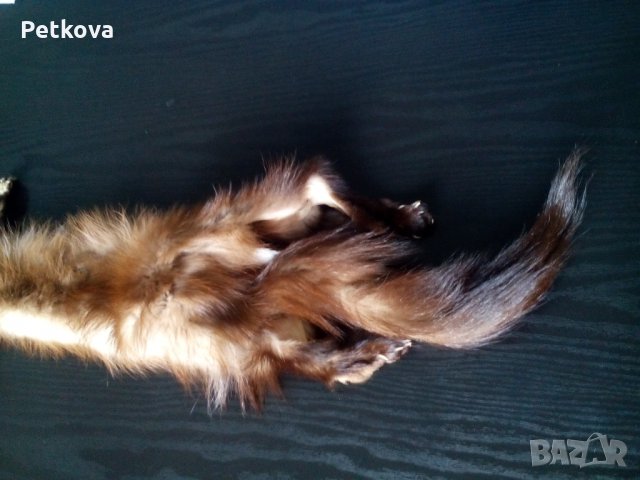 Обработена кожа от белка, снимка 2 - Други - 27626504