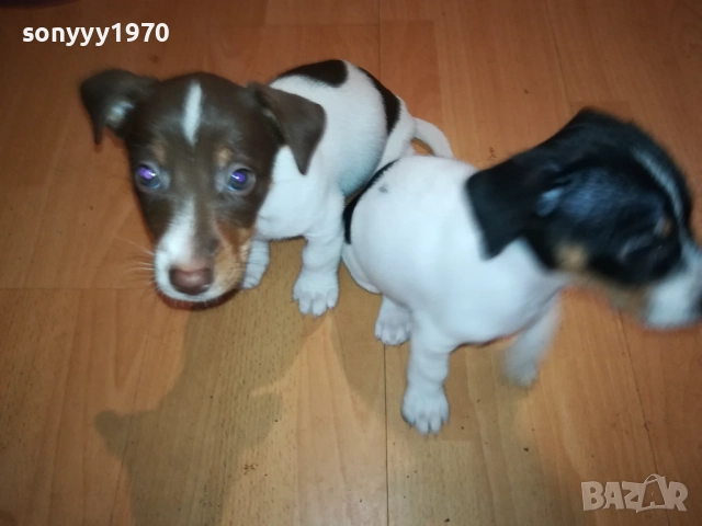 ДЖАК РЪСЕЛ С ПАСПОРТ И ВАКСИНА 1210252135, снимка 7 - Джак ръсел териер - 52031090