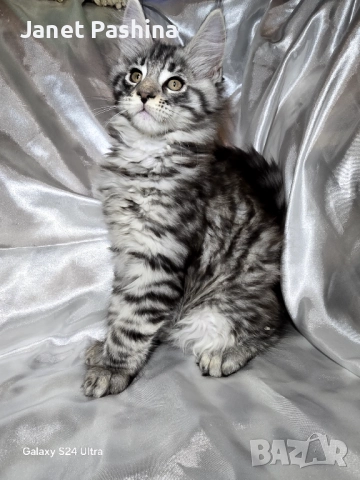 Чистокръвни Мейн Куун котенца 