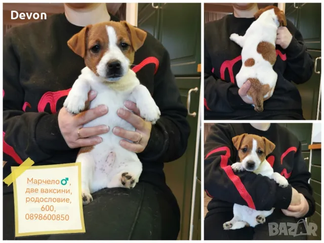 Джак Ръсел Териер, родословие, снимка 15 - Джак ръсел териер - 41122946