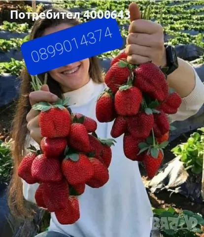 Целогодишен разсад ягоди и малини от производител 