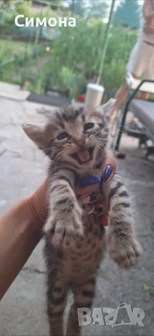 Подаряват се котенца, снимка 1