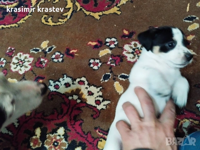 Кученца, снимка 4 - Други - 53511931