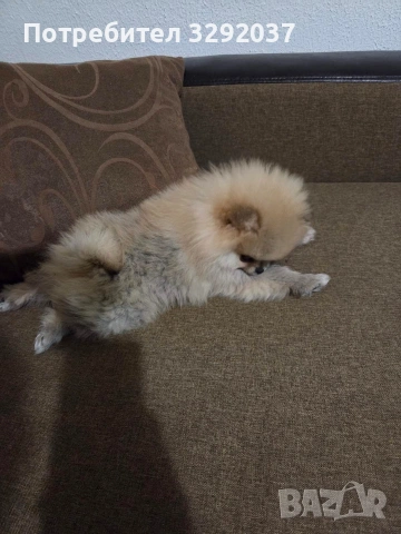 Продавам померан , снимка 2 - Померан - 53489171