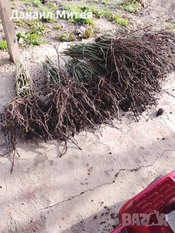 промоции рози гол корен  , снимка 3 - Други машини и части - 53192852