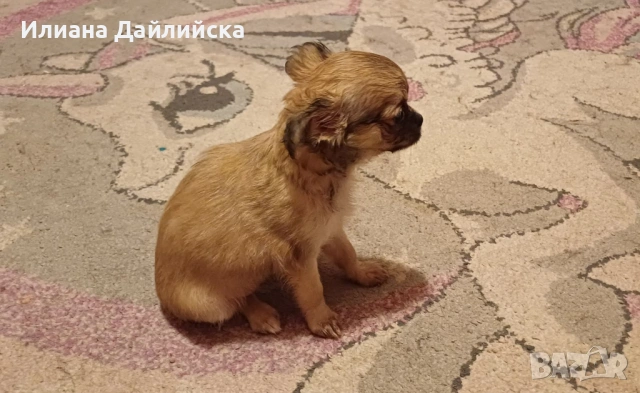 Супер мини чихуахуа