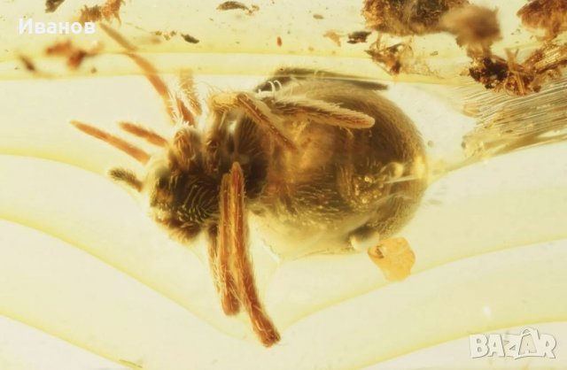 Уникален Балтийски кехлибар с фосил отлично съхранен паяк Araneae , снимка 2 - Други - 33608548