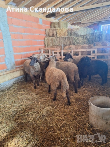 Селскостопански животни , снимка 5 - Овце - 53161923