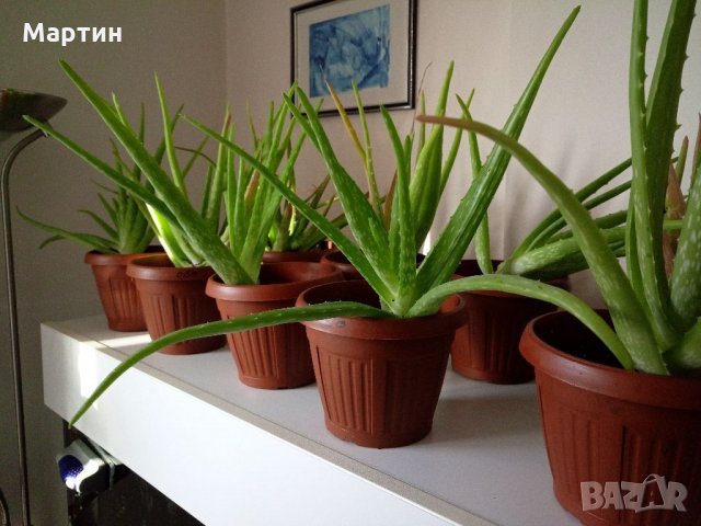 Стайно растение Алое Вера Барбаденсис, снимка 6 - Стайни растения - 20585564