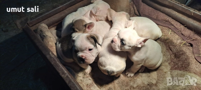 френски булдочета , снимка 2 - Френски булдог - 52974846