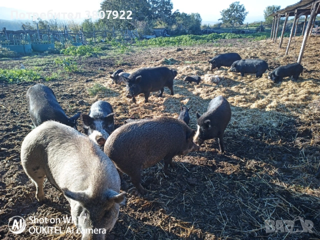 Прасета, снимка 2 - Прасета - 53600663