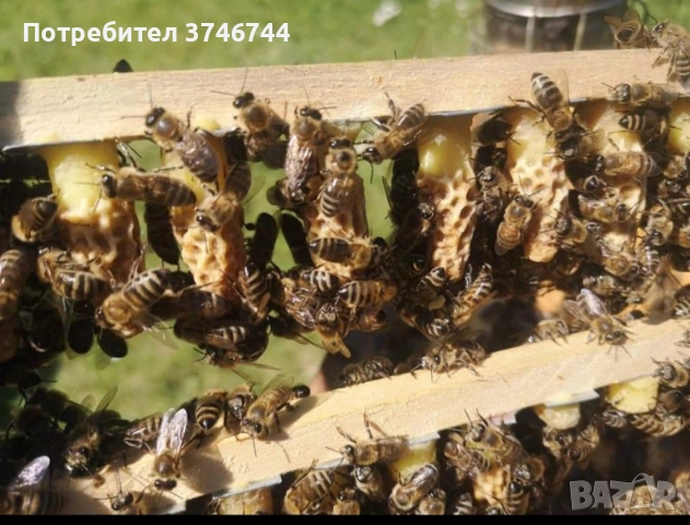 Пчелни отводки, снимка 2 - За пчели - 52996259