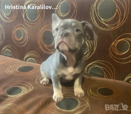 Френски булдочета, снимка 9 - Френски булдог - 52495348