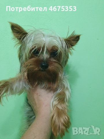  Мини Йорки йоркширски териер 4 кученца