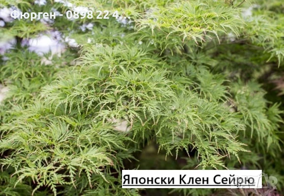 Японски клен - АЦЕР Налични 5 вида Студоустойчиви, снимка 4 - Разсади - 50406492