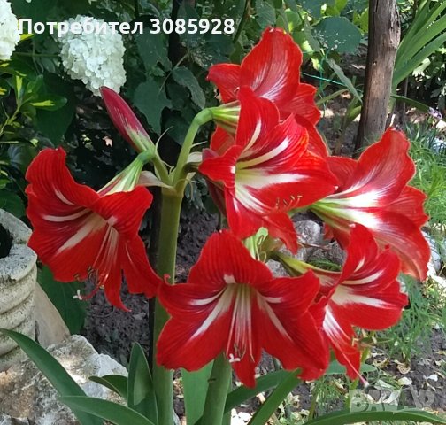 👉👉👉👌👌👌 Кичест Амаралис /Amaryllis Belladonna/  грудки, снимка 1 - Градински цветя и растения - 40065079