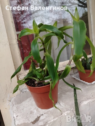 Ароматна кализия- стайно растение с множество лечебни свойства , снимка 4 - Градински цветя и растения - 51869482