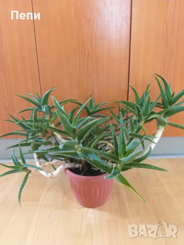 Красиво многогодишно Алое, снимка 7 - Стайни растения - 50374115