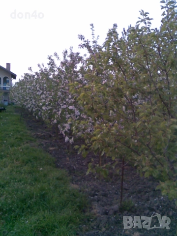 дърва за огрев 