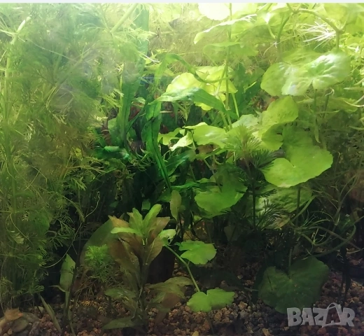 Продавам Пистия Криптокорин и други растения , снимка 5 - Аквариуми - 52808885