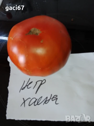 Семена домати и други зеленчуци , снимка 14 - Сортови семена и луковици - 51342295