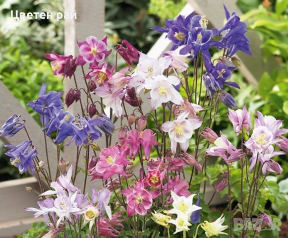 Домашни семена на цветя , снимка 15 - Градински цветя и растения - 51020468