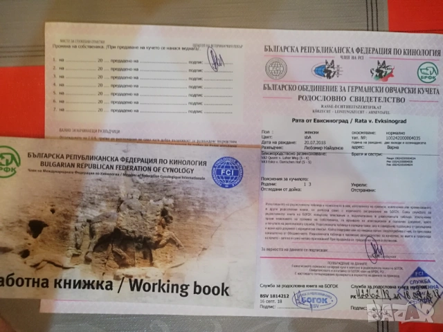 Женска немска овчарка с родословие , снимка 6 - Немска овчарка - 53051434