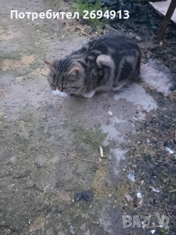 Подарявам котета, снимка 7 - За котки - 48368670