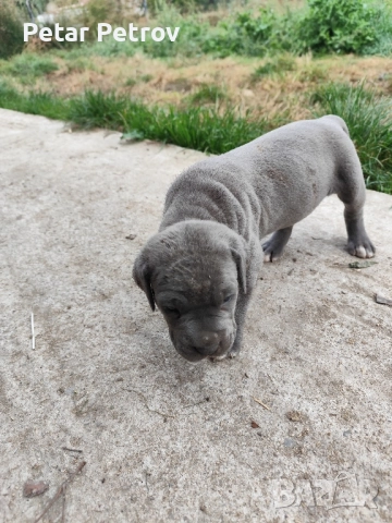 Кане Корсо бебета, снимка 2 - Кане корсо - 52413661