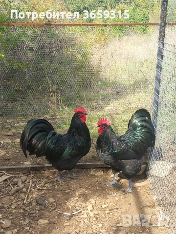 Петлета австралорп 