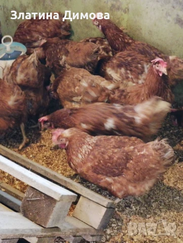 Спешно! Кокошки носачки, снимка 1