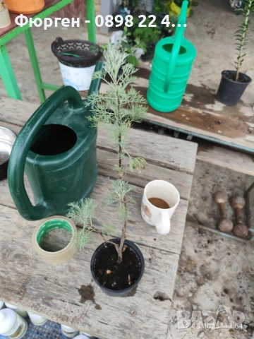 Храстовиден пелин (Artemisia abrotanum) - Лечебен, снимка 3 - Разсади - 40384180