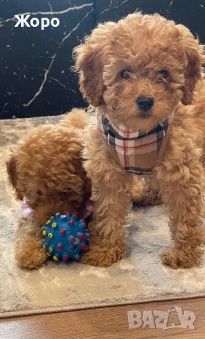 Той пудел момиче