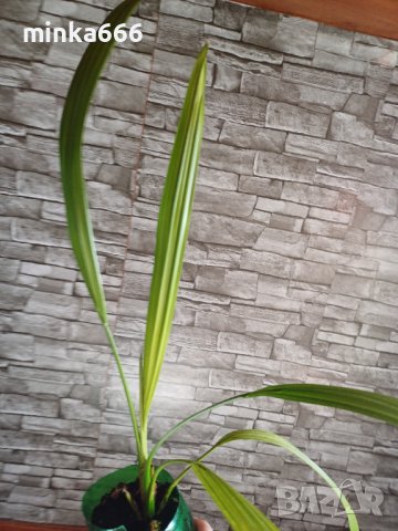 Финикова палма, снимка 3 - Стайни растения - 44115203