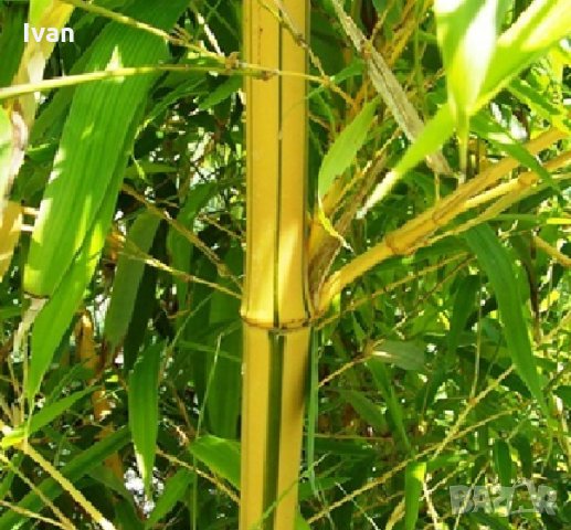 Бамбук Вивакс жълт Phyllostachys vivax 'Aureocaulis' , снимка 6 - Градински цветя и растения - 27535820