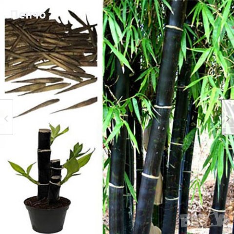 100 бр бамбукови семена градински растения Черен цвят бамбук Moso-Bamboo за декорация на градината д, снимка 13 - Сортови семена и луковици - 28091326