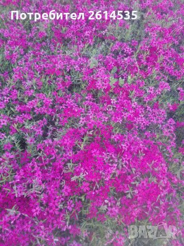Флокс Стелещ , снимка 4 - Градински цветя и растения - 28595624