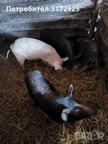 Продавам прасета , снимка 13 - Прасета - 52669901