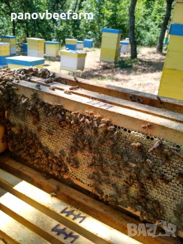 БИО Манов мед от Сакар планина, снимка 5 - Пчелни продукти - 37308804