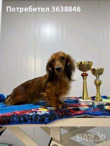 Мини,миниатюрни дакели дългокосмести, снимка 8 - Дакели - 52685462