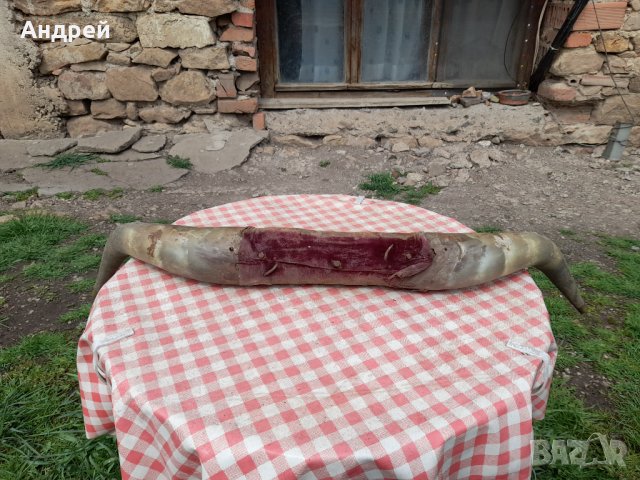 Стари рога,закачалка, снимка 3 - Антикварни и старинни предмети - 32595721
