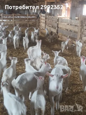 Saanski jenski qreta chistakravni sas sertifikat za poroda , снимка 12 - Кози - 49261553