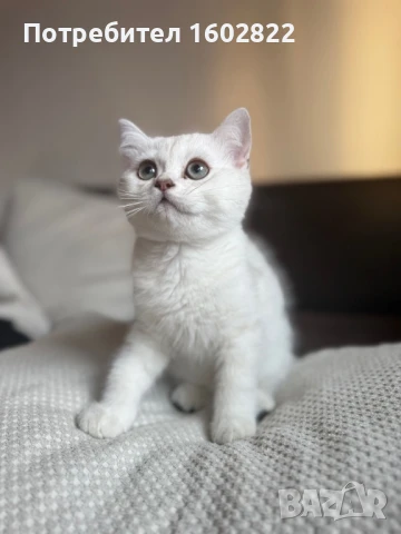 Британско мъжко коте , снимка 1