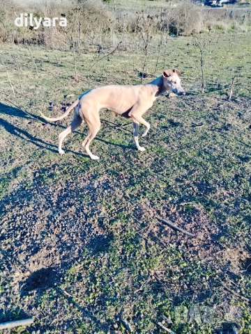 Продавам хрътка, снимка 2 - Хрътка - 52649022