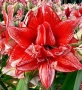 Луковици Амарилис, Хипеаструм, снимка 4