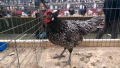 Sergiev Farm - предлага различни породи кокошки , снимка 2