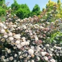 Физокарпус Диабло, Physocarpus Opulifolius Diablo, снимка 5
